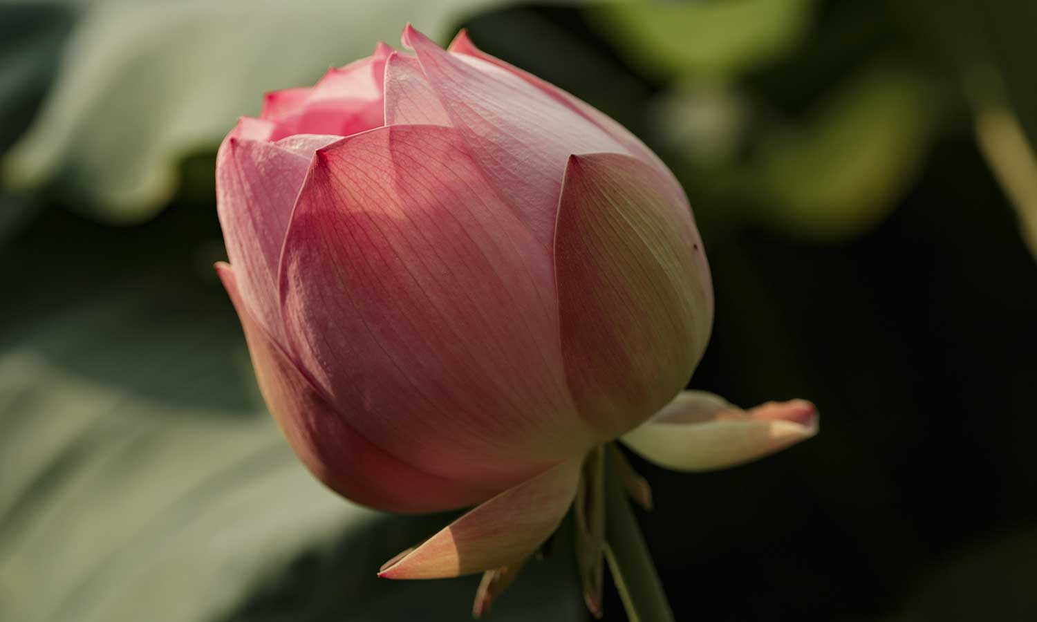 From Print to Pixels: The Magazine&rsquo;s Digital Transformation