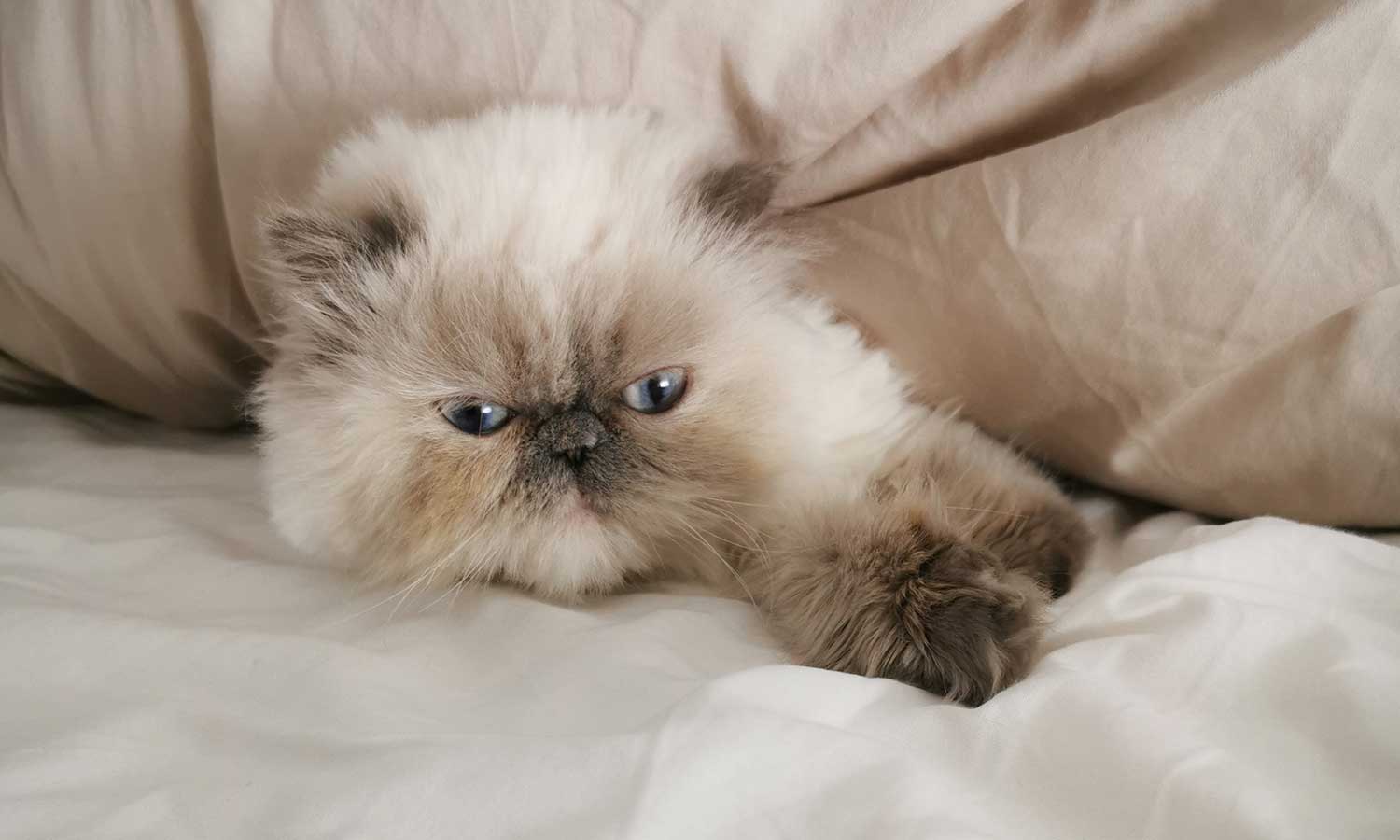 Navigating the Blogosphere: A Magazine&rsquo;s Online Journey